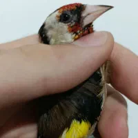 سهره رسمی نر جوجه امساله|پرنده|آمل, |دیوار