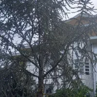 ۷ درخت سدرس آتلانتیک