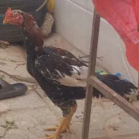 خروس لاری اصل