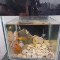 آکواریوم خالی