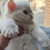 گربه اسکاتیش بریتیش|گربه|کرج, اتحاد|دیوار