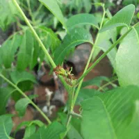 گردو پیوندی