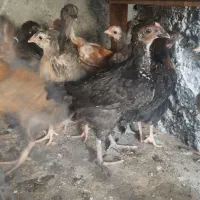 مرغ و تخم مرغ و خروس بومی|حیوانات مزرعه|اصفهان, شفق|دیوار