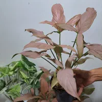 گل سینگینیوم ابلق وصورتی بال فرشته|گل و گیاه طبیعی|ساری, |دیوار