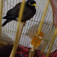 مرغ مینا|پرنده|جوادآباد, |دیوار