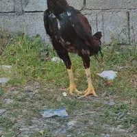 خروس لاری سن یکو نیم سال همه جوره سالم|حیوانات مزرعه|نوشهر, |دیوار