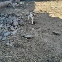 سلام توله پاکوتا ماده معاوزه