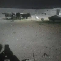 ۴راس غاز باِِلغ تخم گذارسه ماده یک نر