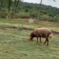 قوچ رمه