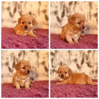 پودل|سگ|تهران, نارمک|دیوار