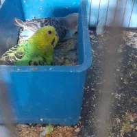 مرغ عشق و تخم جوجه|پرنده|بیرجند, |دیوار