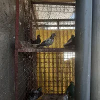 قفس خروس لاری