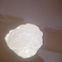 فسیل صدف میلیون ساله