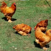 ارائه جوجه برهما وارداتی در رنگ های متنوع|حیوانات مزرعه|قائم‌شهر, |دیوار