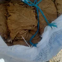 برگ زرد خوش عطر
