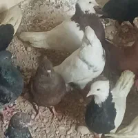 فروش فوری ۲۷ عدد پرنده...فقط ۳ ملیون