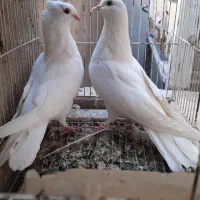 تعدادی کفتر جفت و تکی.جوجه ها و مخلفه ها جلد نیستن|پرنده|کاشان, زیدی|دیوار