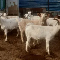 فروش بز نژاد سانن|حیوانات مزرعه|نوشین شهر, |دیوار