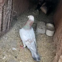 سرونج نربسیار درشت وگزدار نسل قدیم جوون|پرنده|نیشابور, ده حلاج|دیوار