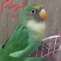 جوجه طوطی برزیلی خوشرنگ