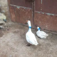 غاز نر وماده به فروش میرسد