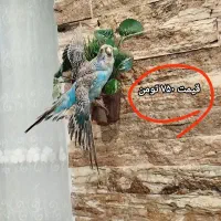 دکوری و مجسمه خونه هاتونو خاص و زیبا کنید|مجسمه، تندیس، ماکت|رشت, کوی عرفان|دیوار