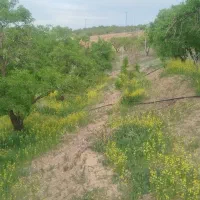 بادام-تک-مغز-باغ