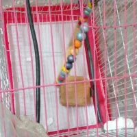 قفس پرنده|لوازم جانبی حیوانات|گرگان, |دیوار