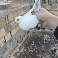 کفتر پتی|پرنده|قم, نیروگاه|دیوار