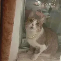 واگذاری گربه