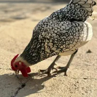 مرغ و خروس سبرایت|حیوانات مزرعه|بوکان, |دیوار