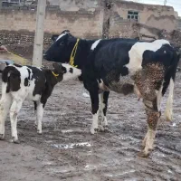 گاو هلیشتاین با گوساله سمینتال