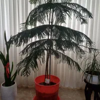 کاج منطبق