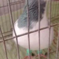 گفتی فروش|پرنده|نیشابور, قلعه نو|دیوار