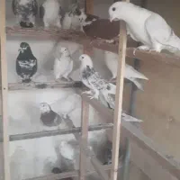 کبوتر هوایی