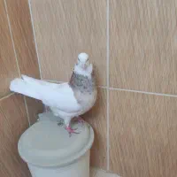 فروش کبوتر|پرنده|سعدآباد, |دیوار