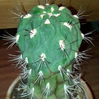 کاکتوس ژمینو کلسیم بذری ریشه دار گلدان سفالی