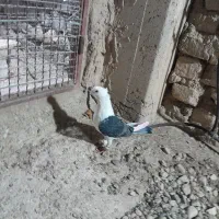 کفتر دوبالی کاکلی بلژیکی ماده و یک عدد جوجه سوسک