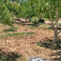 فروش زمین ۶۶۶ متری در محدوده پل زمانخان شوراب|فروش زمین و ملک کلنگی|اصفهان, فیض|دیوار