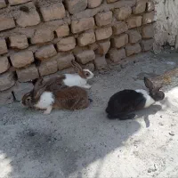 خرگوش خرگوش قشنگ|موش و خرگوش|رباطکریم, پیغمبر|دیوار