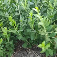 برگ حنا|خدمات باغبانی و درختکاری|کرمان, |دیوار