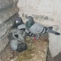 کفترجفتگاه و المانی|پرنده|مشهد, سرافرازان|دیوار