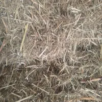 کاه تمیز و تازه|حیوانات مزرعه|سیلوانه, |دیوار