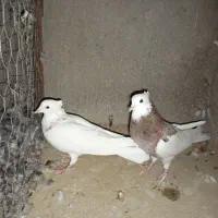 جفت طوق سور کلایی