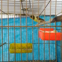 قناری جفت میزان