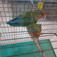 طوطی برزیلی|پرنده|پردیس, فاز ۳|دیوار