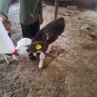 گوساله ماده سیمینتال