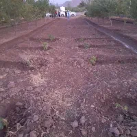 معاوضه باغ میوه ۴ساله در بهترین لوکیشن گلپایگان|فروش زمین و ملک کلنگی|گلپایگان, |دیوار