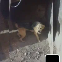 سگ گوجی