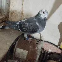 سوسکی|پرنده|تربتحیدریه, فردوسی جنوبی|دیوار